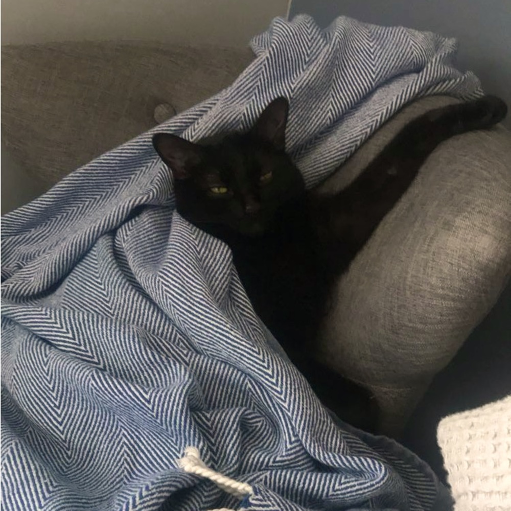 Meet your Posher, Kat